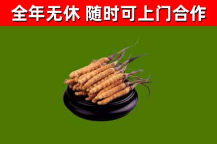 盘州回收散虫草