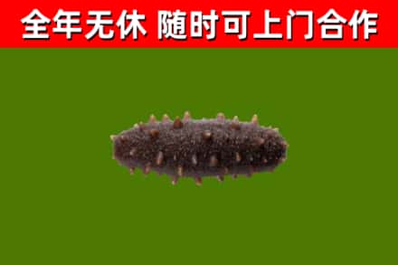 盘州回收海参干
